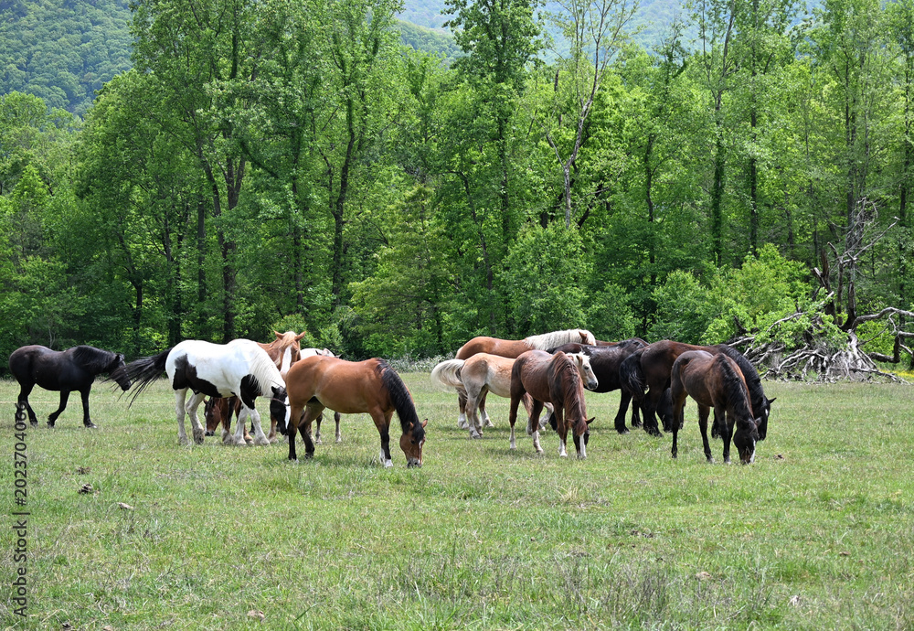 Fototapeta premium Horses by the Forest