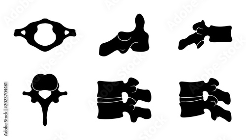 Bild auf Leinwand Spine Anatomy Vector Icons: Vertebrae Illustrations for Medical & Science Graphi