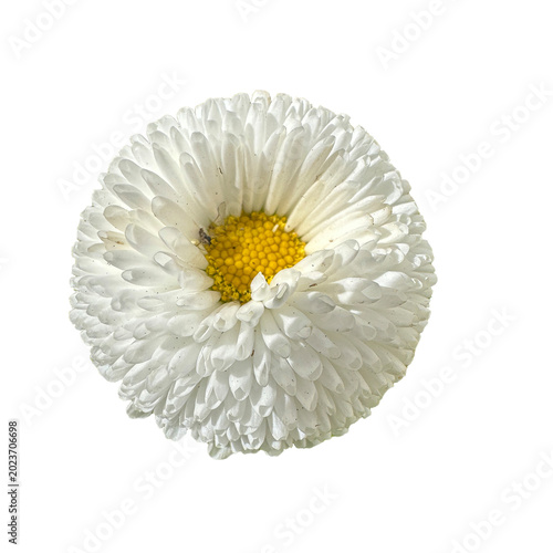 common daisy (Bellis perennis) on a transparent background