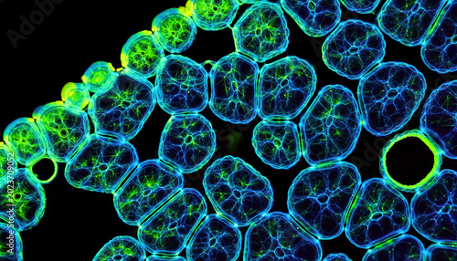 Fluorescence microscopy of dense plant parenchyma or meristematic cells