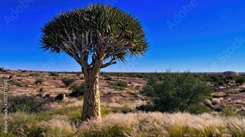 Quiver tree in Augrabies Falls National Park 