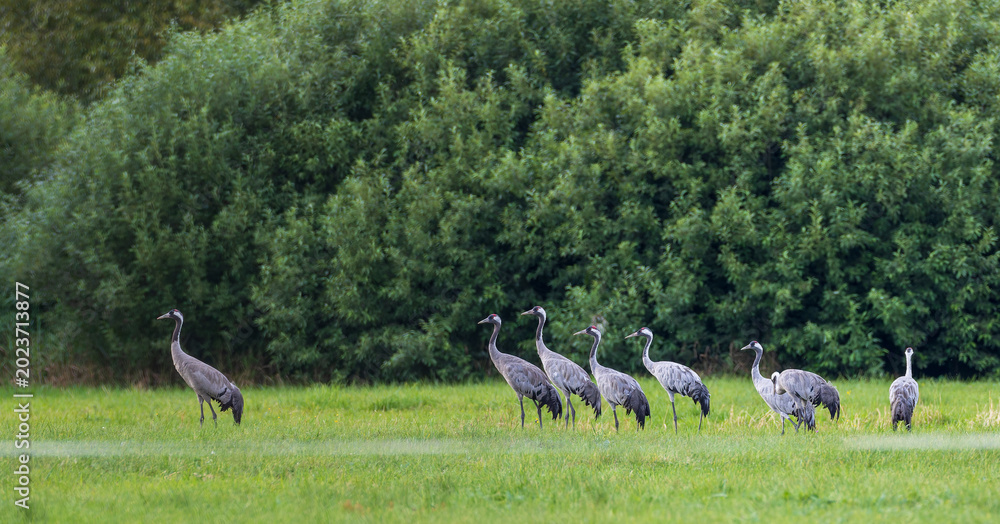 Fototapeta premium Common cranes feeding in a field in Podlaskie Voivodeship
