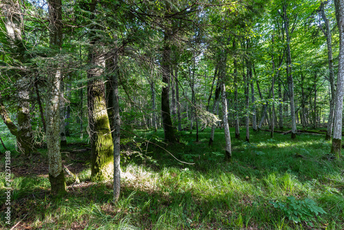 Billede på lærred Bialowieza Forest showing untouched nature and lush green trees
