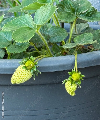 фотографія Strawberries growing in a pot with a mix of ripe red and unripe green berries
