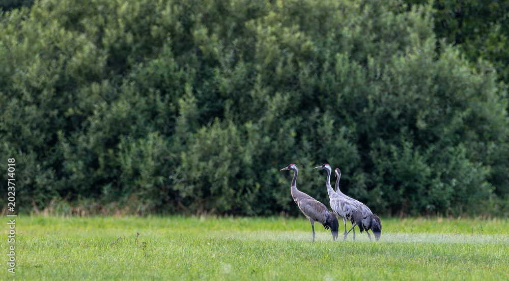 Fototapeta premium Eurasian cranes standing in green meadow