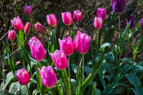 Keukenhof is a large park with immense tulip gardens, located between the towns of Lisse and Hillegom. The flowers of Holland (the Netherlands) are tulips, daffodils, and hyacinths.