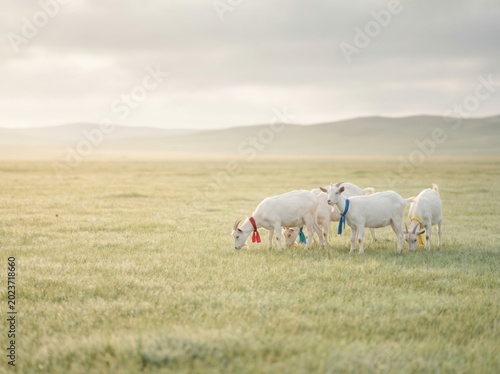 White goats with colorful ribbons grazing in open field for Eid al Adha qurban concept