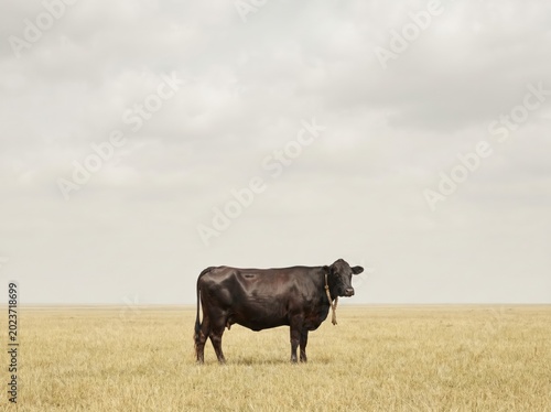 Black cow standing in dry grassland beneath cloudy sky with dramatic rural atmosphere