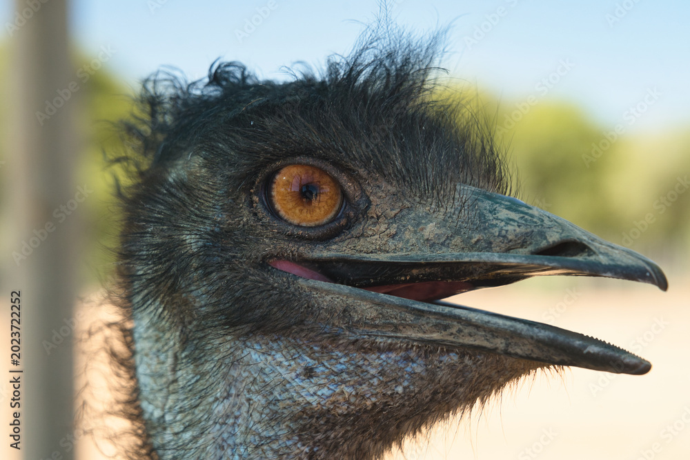 Fototapeta premium Detailed close-up of an emu's head showcasing its distinctive features such as orange-brown eye and textured feathers.