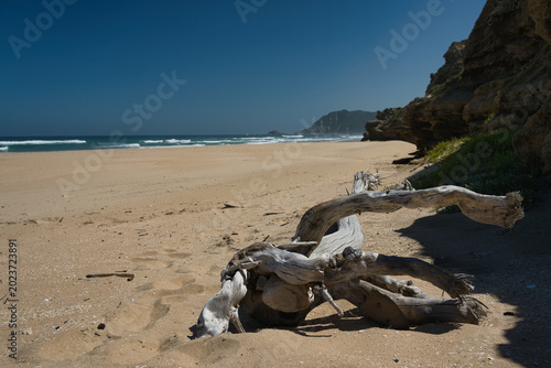 Photos A piece of driftwood rests on a sandy beach, with gentle waves lapping at the shore and cliffs in the background under a clear blue sky