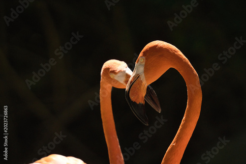 Bilde på lerret A close-up of two orange flamingos with entwined necks, showcasing their curved silhouettes against a dark background