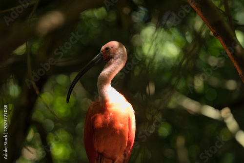 Photos A vibrant scarlet ibis stands amidst a blurred green background, showcasing its distinct posture and long beak, surrounded by foliage
