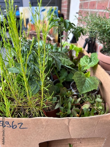 Gemüsepflanzen und Kräuter für das hochbeet und Gemüsegarten 