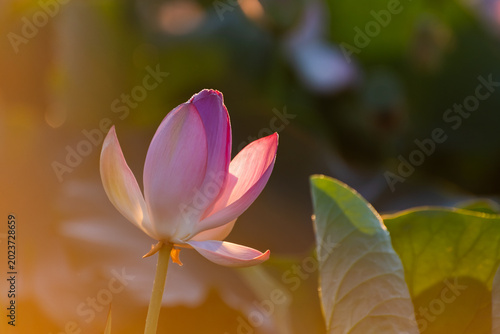 Fotografie Blooming pink lotus with morning dew at sunrise