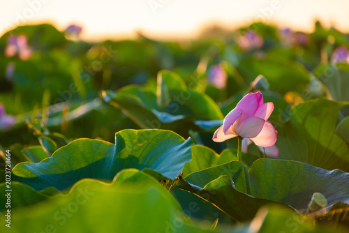Принти на полотні Blooming pink lotus with morning dew at sunrise