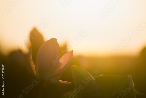 Photos Blooming pink lotus with morning dew at sunrise