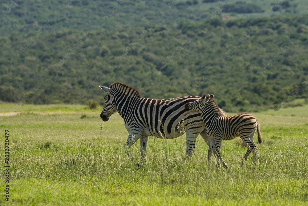 Obraz premium A mother zebra walks alongside her young offspring in a lush green grassland, showcasing their distinctive black and white stripes against a scenic backdrop.