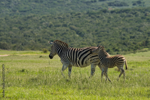 Foto A mother zebra walks alongside her young offspring in a lush green grassland, showcasing their distinctive black and white stripes against a scenic backdrop