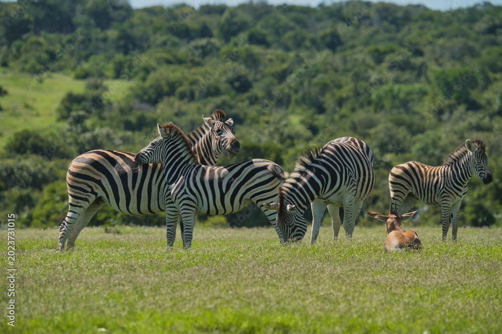 Obraz premium A herd of zebras standing and grazing in a lush green field, with hills in the background. One zebra is lying down, adding to the tranquil scene.
