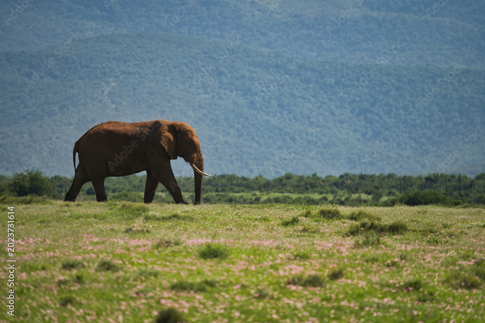 Fototapeta premium An elephant walks steadily across a lush green field with a mountainous backdrop, showcasing the beauty of wildlife in its natural habitat.