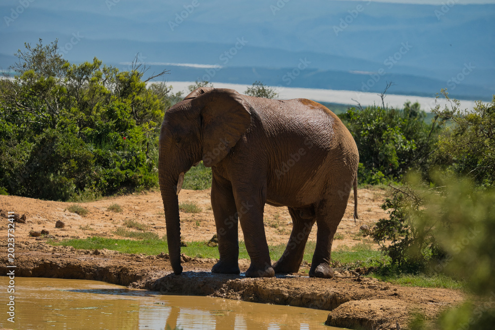 Fototapeta premium An adult elephant standing beside a waterhole in a natural landscape with greenery and distant hills.