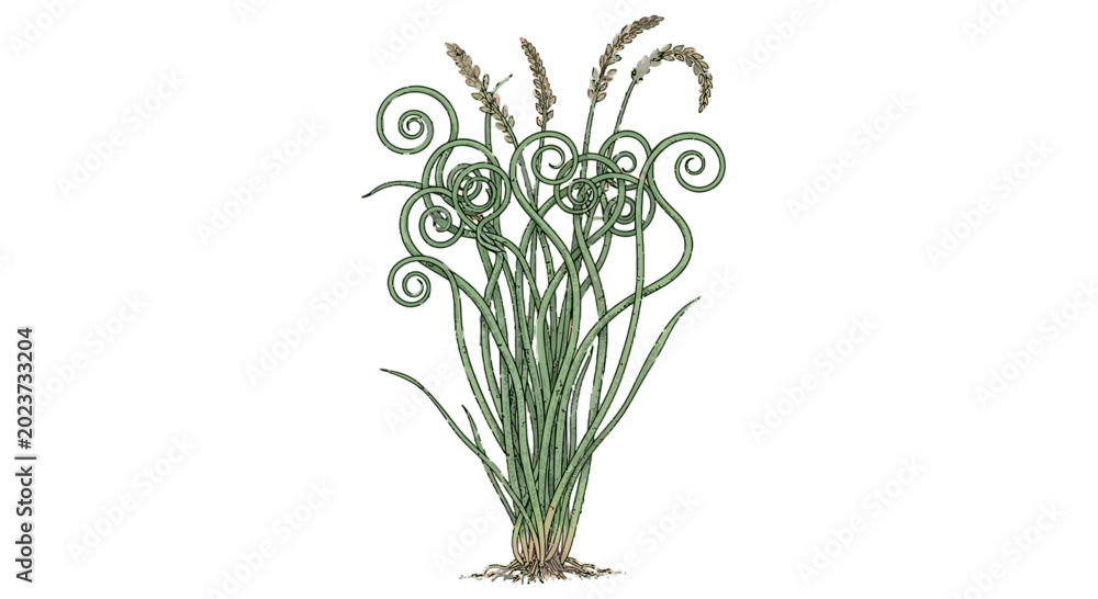 Fototapeta premium Wheat stalks and curled leaves botanical illustration on black background