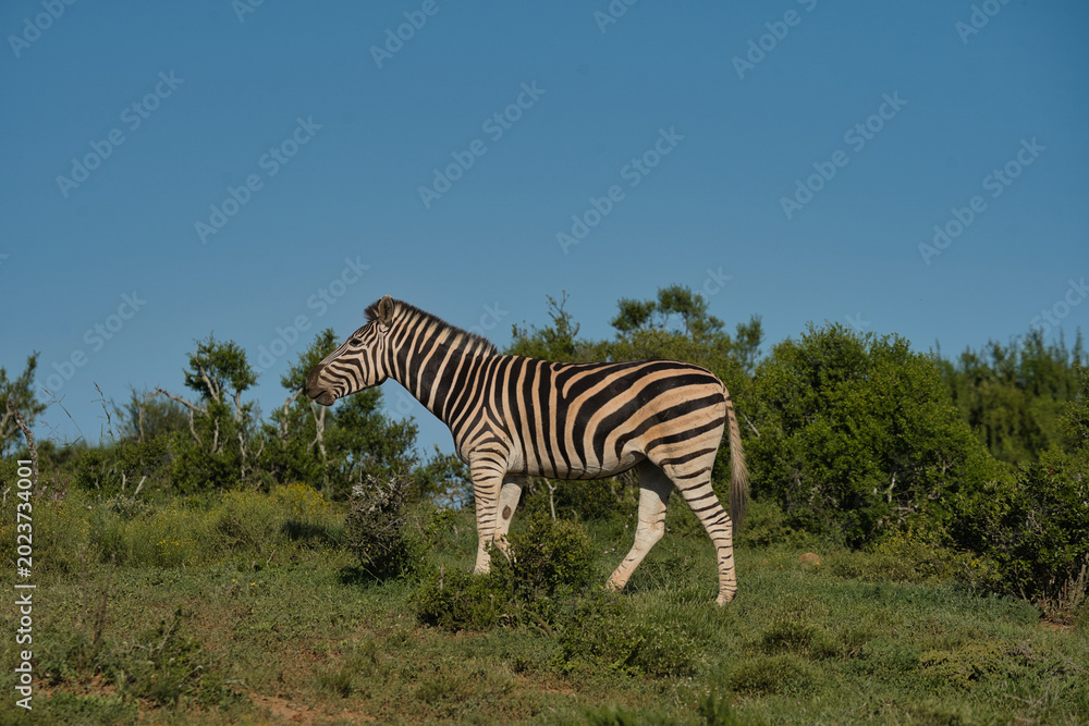 Naklejka premium A zebra stands in a grassy landscape, showcasing its distinctive black and white stripes against a clear blue sky.