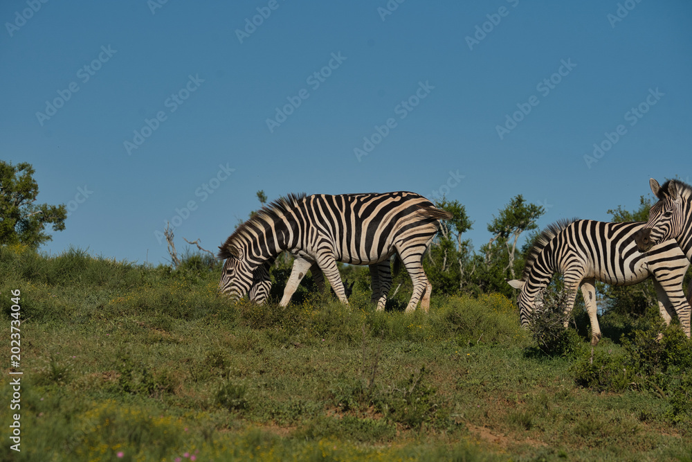 Naklejka premium Two zebras are grazing on a grassy hill under a clear blue sky, showcasing their distinctive black and white stripes.