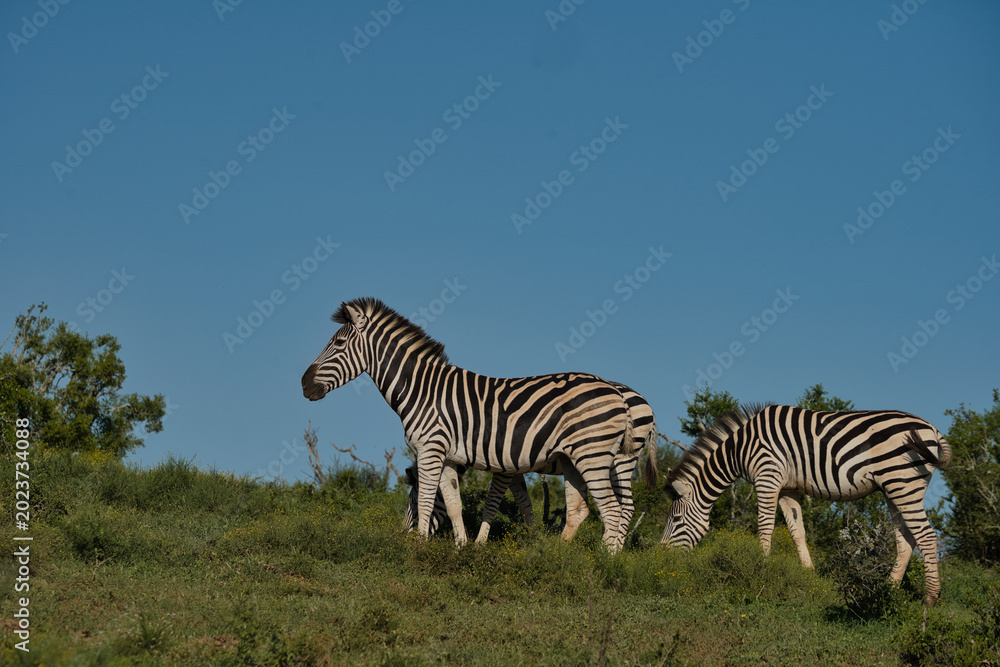 Naklejka premium Two zebras are grazing on a green hillside under a clear blue sky, showcasing their distinct black and white stripes.