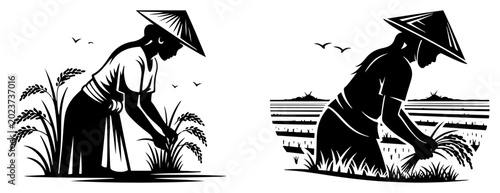 Fotografie Vietnamese rice farmers working in paddy fields with traditional conical hats bl