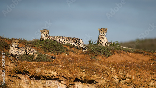 Foto Three cheetahs lie on a hillside, displaying their distinctive spotted coats against a natural backdrop