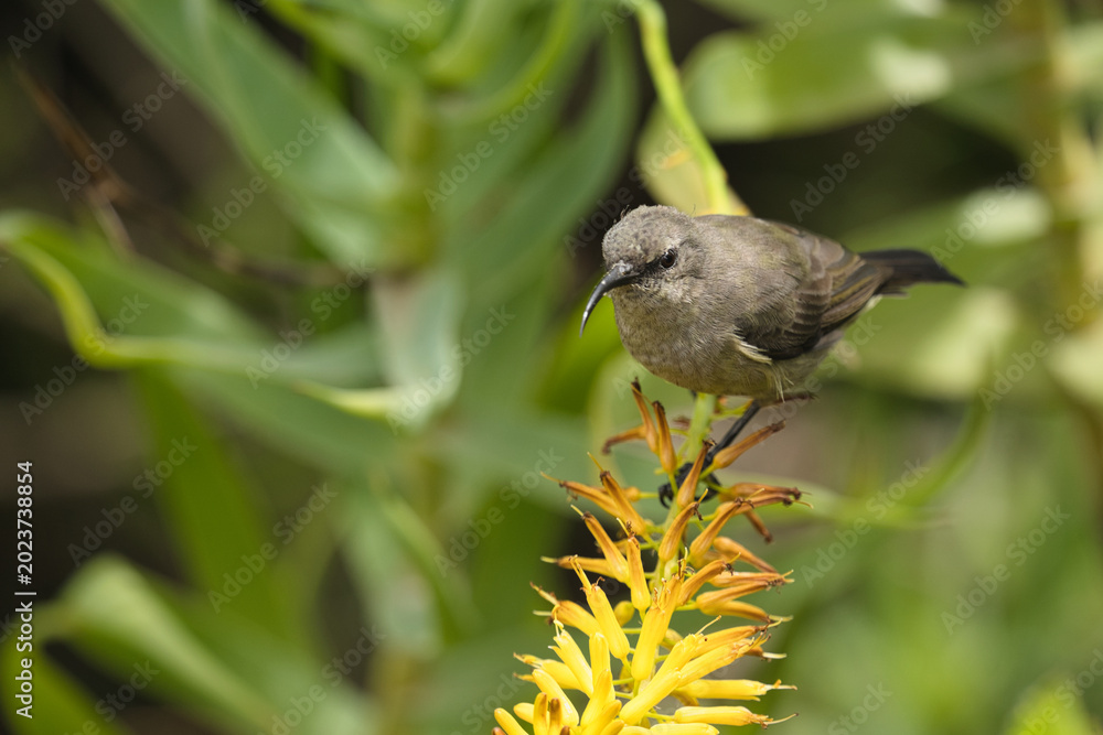 Fototapeta premium A small brown bird perched on a vibrant yellow flower surrounded by green foliage, showcasing nature's beauty.