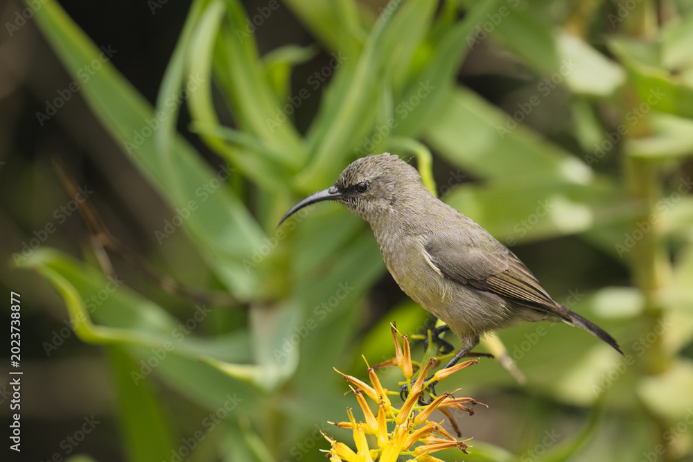 Obraz premium A sunbird resting on a vibrant yellow flower surrounded by lush green foliage, showcasing its slender body and long curved beak.