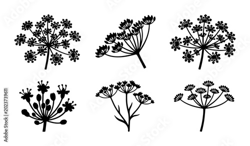 Dill Flower Vector Illustrations, Umbel Herb Botanical Elements, Culinary Spice Plant Graphics, Fresh Green Dill Sprigs for Food Design