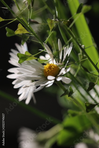 Spring Wildflowers Composition with Daisy and Natural Green Leaves