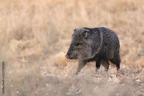 Javelina in the winter grass, Bosque Del Apache National Wildlife Refuge, New Mexico