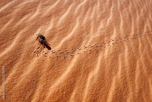 Pinacate beetle walking on the sand dune, Coral Pink Sand Dunes State Park, Utah