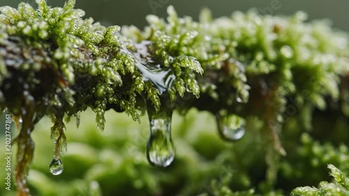 Close-up of mossy branch with dripping water droplets