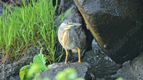 Sleepy heron by the edge of a lake, a beautiful sleepy heron by the edge of a calm lake in Brazil, 4k. Slow motion video.