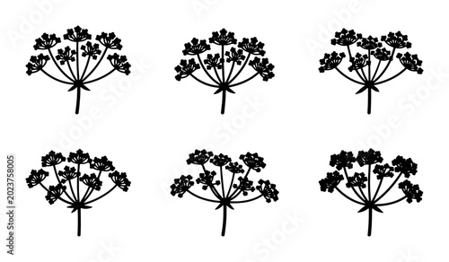 Photos Six Black and White Dill Flower Umbel Icons, Simple Botanical Vector Graphics, M