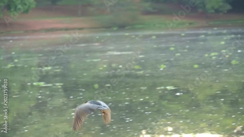 Sleepy heron flying over a lake, a beautiful sleepy heron flying over a calm lake in Brazil, 4k. Slow motion video.