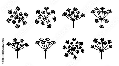 Photos Umbel Flower Vector Icons, Delicate Botanical Illustrations, Simple Herbal Plant