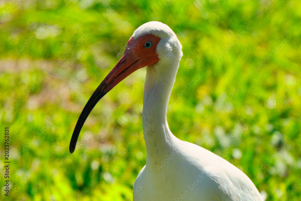 Fototapeta premium white crowned crane