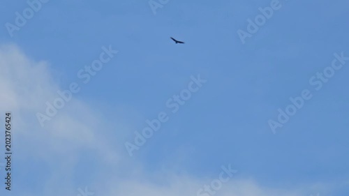 Vulture in flight, the beautiful and graceful flight of a vulture in a cloudy sky. 4k