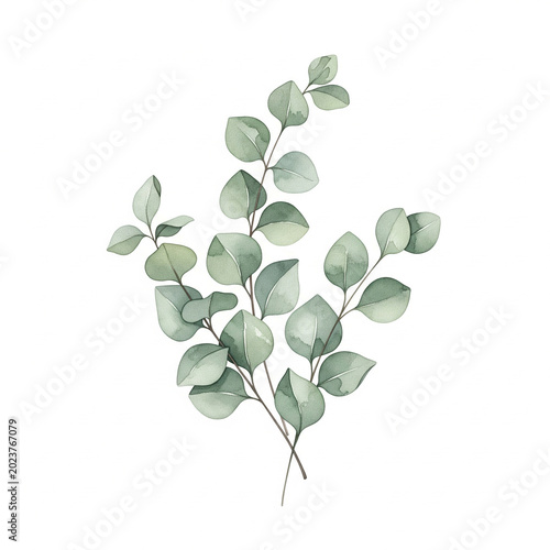 Watercolor Eucalyptus Leaves Soft Green Natural Composition Isolated on White Background
