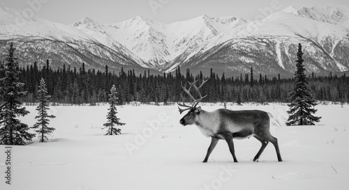 deer in the snow