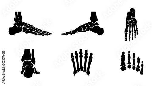 Photos Human Foot Anatomy Vector Set: Skeletal Structure Illustrations, Medical Diagram