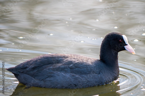 Fotografija Coot gliding gracefully on calm water in soft afternoon light