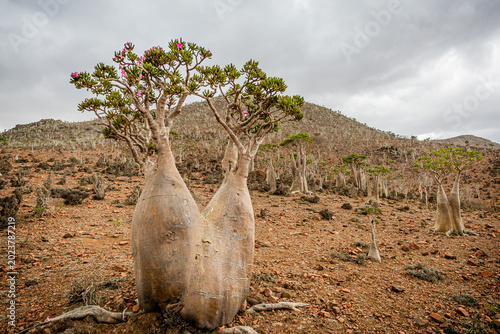 Canvastavla Rare desert rose trees growing across the barren highlands of Socotra Island, Yemen