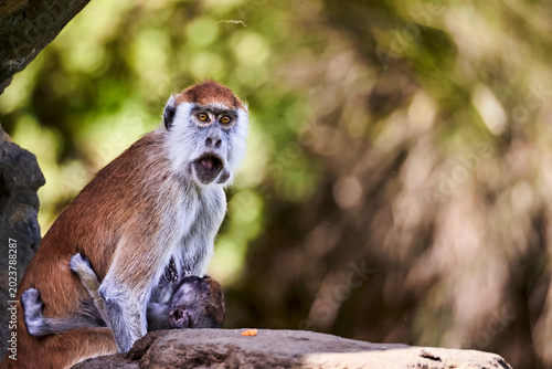 Photography black tailed monkey